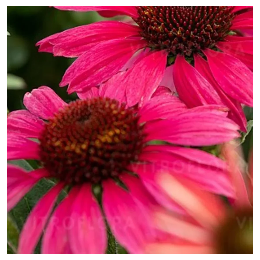 Echinacea purpurea Pearl Magenta Jeżówka- Rośliny od Ogrodnika Szkółka Barcikowscy
