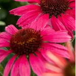 Echinacea purpurea Pearl Magenta Jeżówka- Rośliny od Ogrodnika Szkółka Barcikowscy
