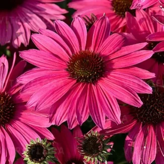 Echinacea purpurea Pearl Magenta Imp Jeżówka