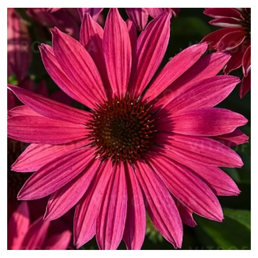 Echinacea purpurea Pearl Magenta Imp Jeżówka