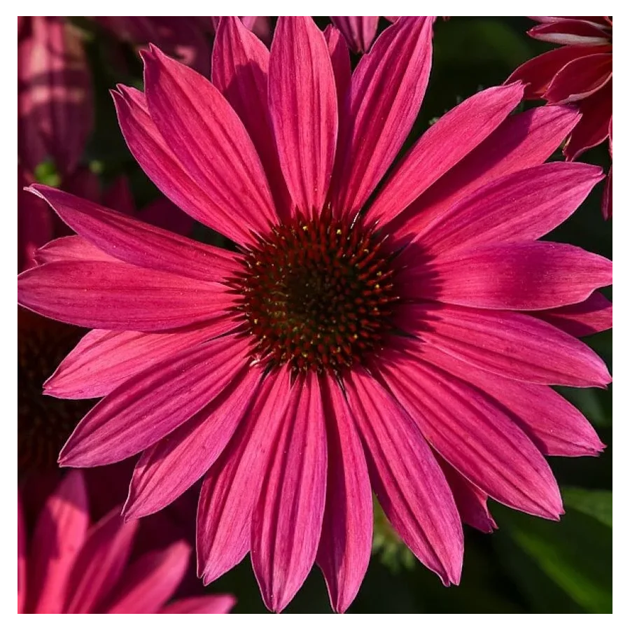 Echinacea purpurea Pearl Magenta Imp Jeżówka