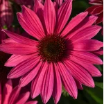 Echinacea purpurea Pearl Magenta Imp Jeżówka