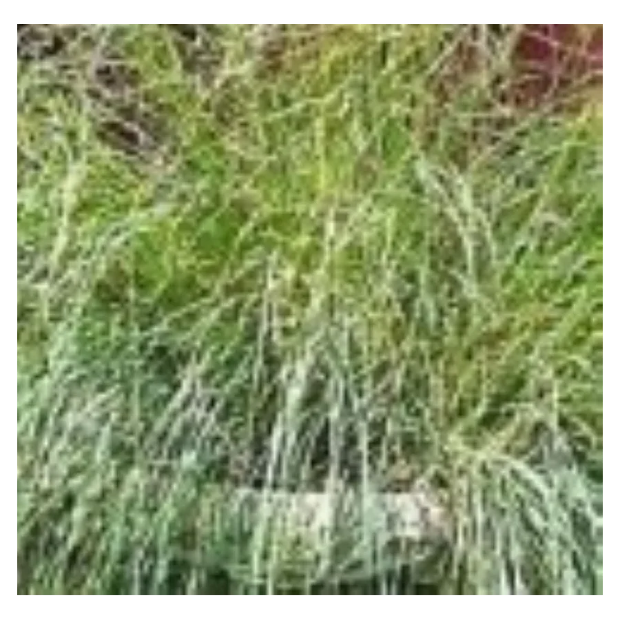 Eragrostis elliottii Lovey Miłka Okazała- Rośliny Od Ogrodnika Szkółka Barcikowscy