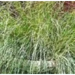 Eragrostis elliottii Lovey Miłka Okazała- Rośliny Od Ogrodnika Szkółka Barcikowscy