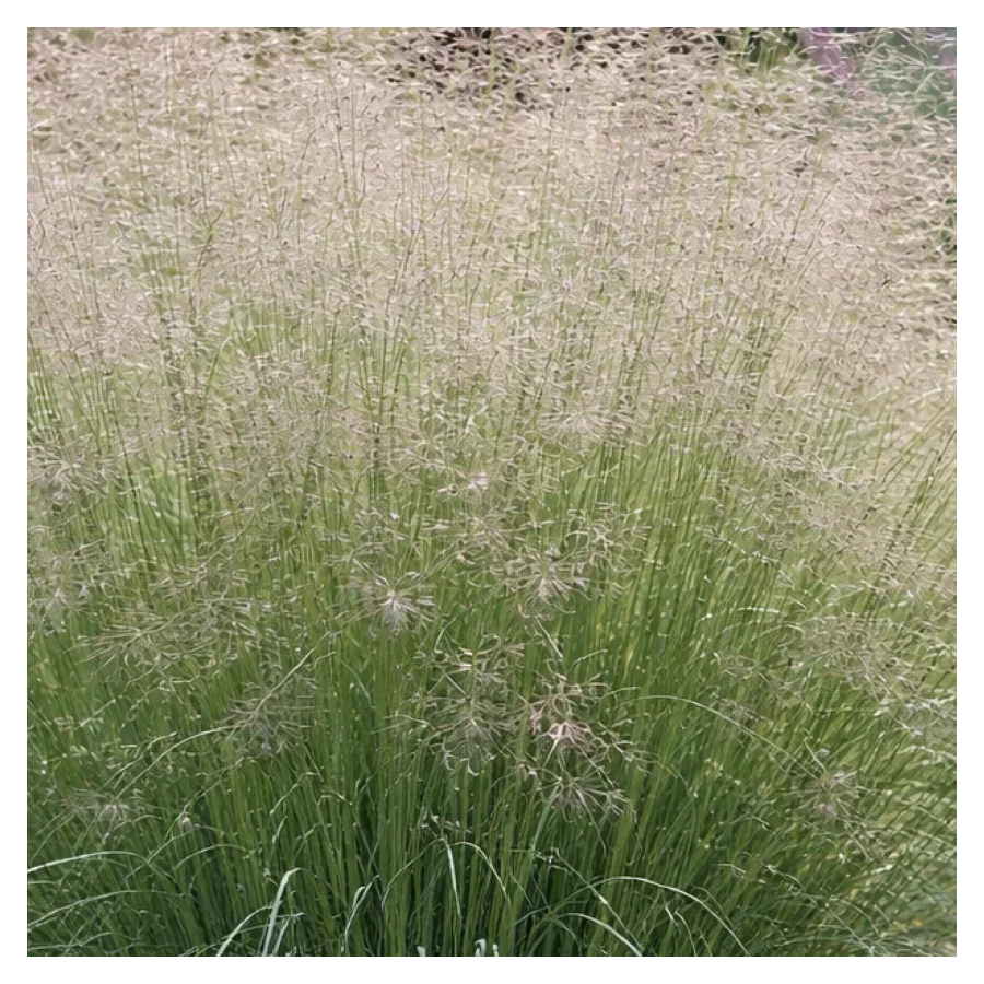 Eragrostis elliottii Lovey Miłka Okazała- Rośliny Od Ogrodnika Szkółka Barcikowscy