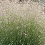 Eragrostis elliottii Lovey Miłka Okazała- Rośliny Od Ogrodnika Szkółka Barcikowscy