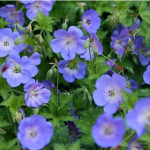 Geranium Rozanne Bodziszek