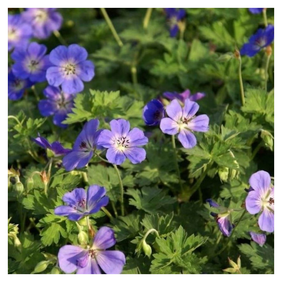 Geranium Rozanne Bodziszek- Rośliny od Ogrodnika Szkółka Barcikowscy