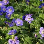 Geranium Rozanne Bodziszek- Rośliny od Ogrodnika Szkółka Barcikowscy