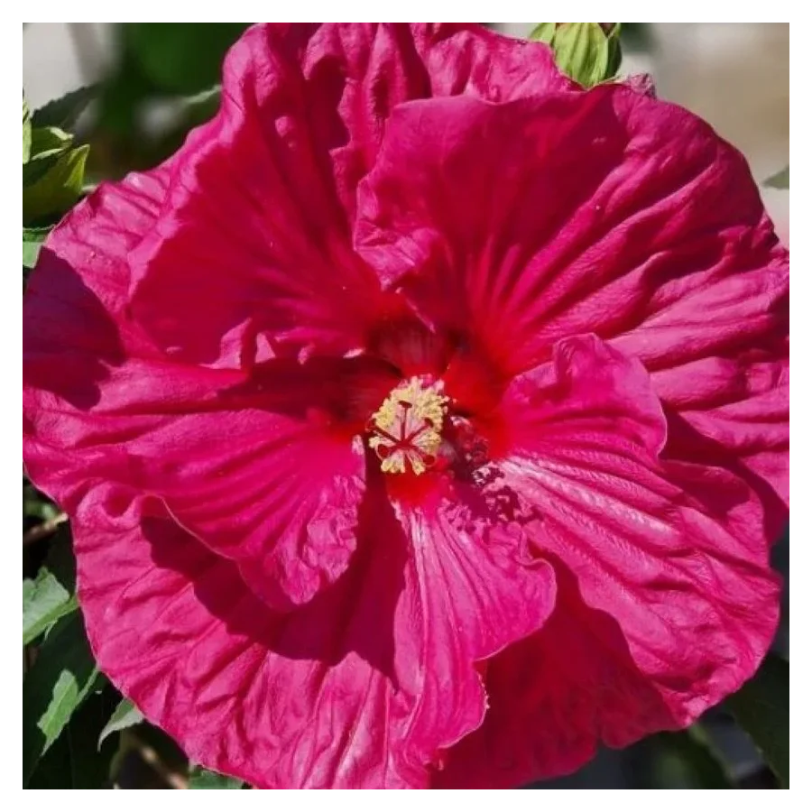 Hibiscus  moscheutos Pink Dragon Hibiscus Ketmia- Rośliny od Ogrodnika Szkółka Barcikowscy