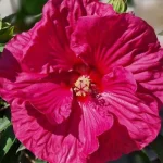 Hibiscus  moscheutos Pink Dragon Hibiscus Ketmia- Rośliny od Ogrodnika Szkółka Barcikowscy