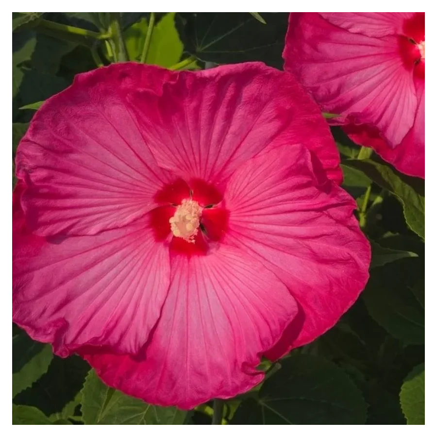 Hibiscus moscheutos Pink Jake Hibiscus Ketmia- Rośliny od Ogrodnika Szkółka Barcikowscy