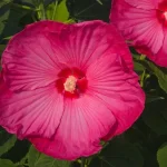 Hibiscus moscheutos Pink Jake Hibiscus Ketmia- Rośliny od Ogrodnika Szkółka Barcikowscy