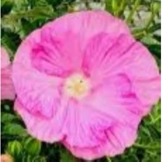 Hibiscus moscheutos Pink Wheel Hibiscus Ketmia- Rośliny Od Ogrodnika Szkółka Barcikowscy