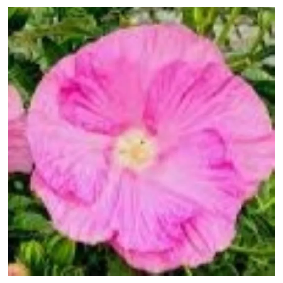 Hibiscus moscheutos Pink Wheel Hibiscus Ketmia- Rośliny Od Ogrodnika Szkółka Barcikowscy