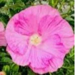 Hibiscus moscheutos Pink Wheel Hibiscus Ketmia- Rośliny Od Ogrodnika Szkółka Barcikowscy