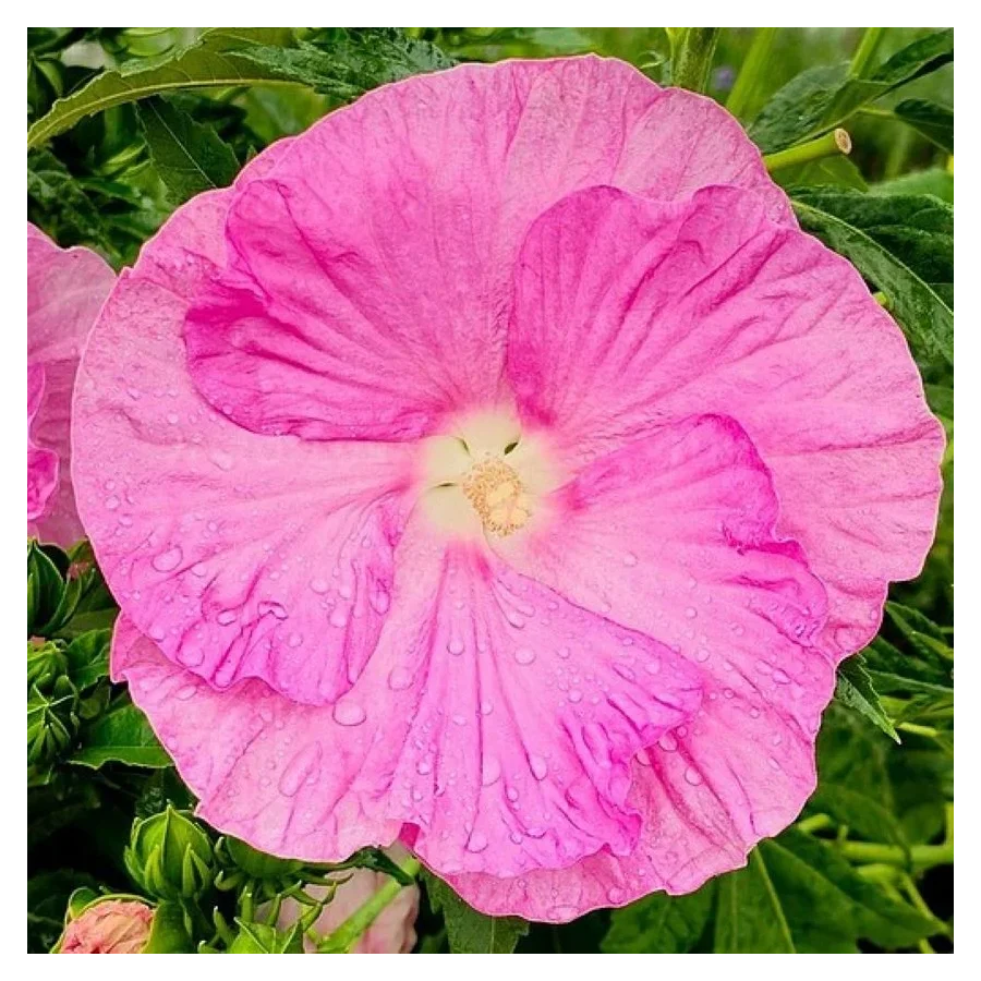 Hibiscus moscheutos Pink Wheel Hibiscus Ketmia- Rośliny Od Ogrodnika Szkółka Barcikowscy