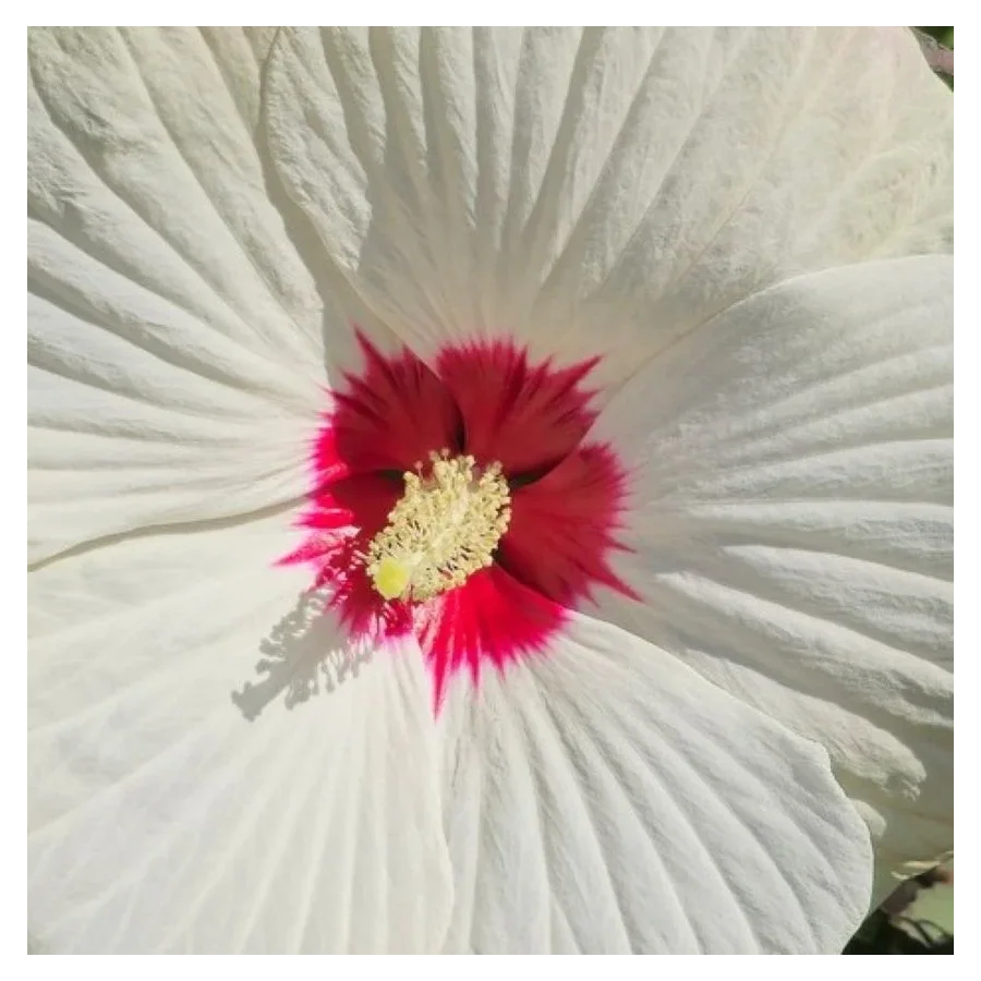 Hibiscus moscheutos Red Dot Hibiscus Ketmia- Rośliny od Ogrodnika Szkółka Barcikowscy