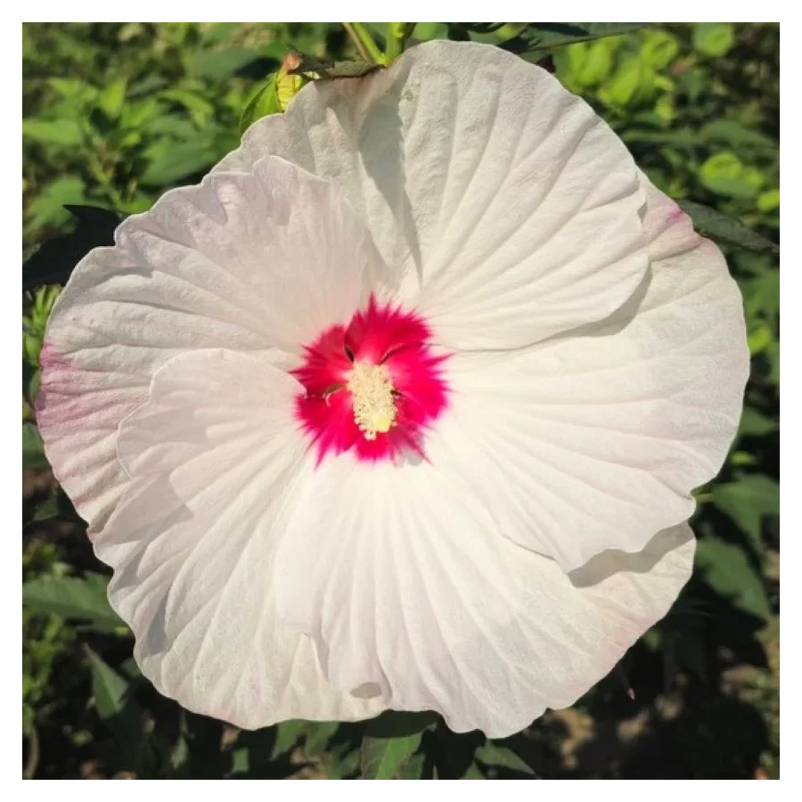 Hibiscus moscheutos Red Dot Hibiscus Ketmia- Rośliny od Ogrodnika Szkółka Barcikowscy