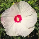 Hibiscus moscheutos Red Dot Hibiscus Ketmia- Rośliny od Ogrodnika Szkółka Barcikowscy