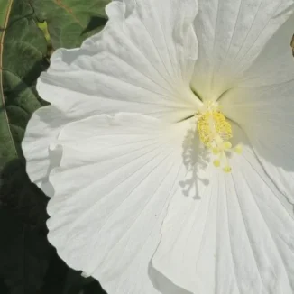 Hibiscus moscheutos White Angel Hibiscus Ketmia- Rośliny od Ogrodnika Szkółka Barcikowscy