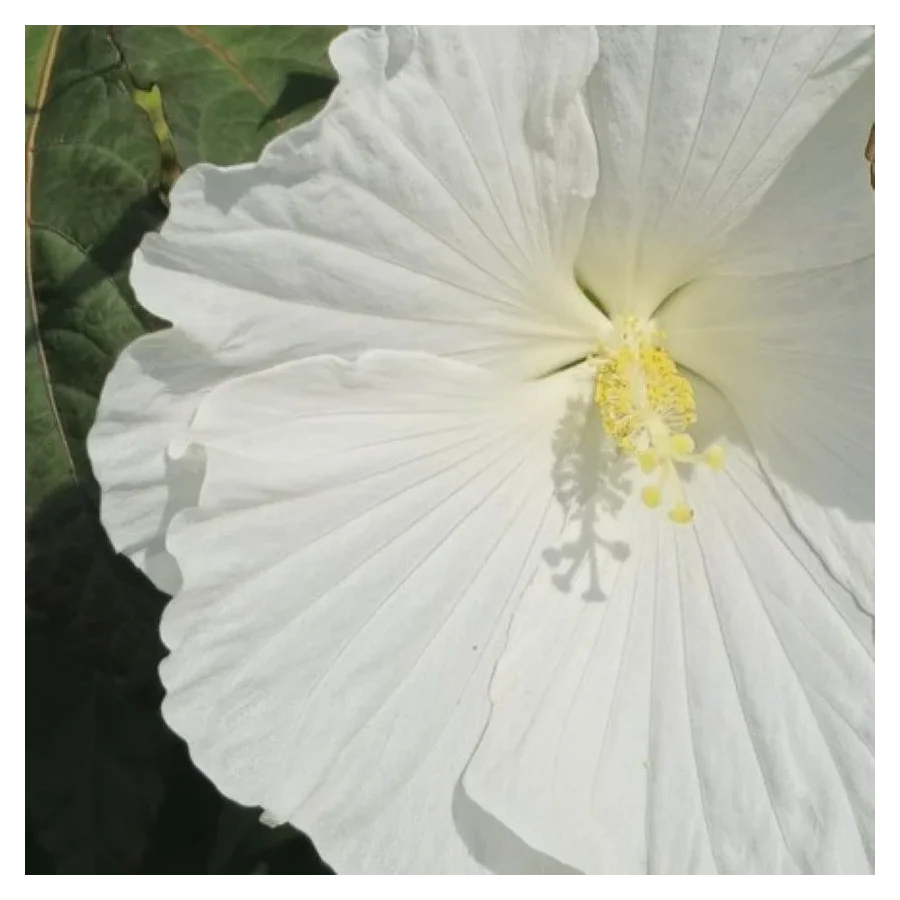 Hibiscus moscheutos White Angel Hibiscus Ketmia- Rośliny od Ogrodnika Szkółka Barcikowscy