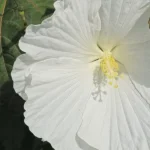 Hibiscus moscheutos White Angel Hibiscus Ketmia- Rośliny od Ogrodnika Szkółka Barcikowscy