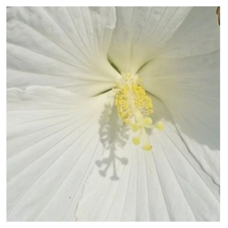Hibiscus moscheutos White Angel Hibiscus Ketmia- Rośliny od Ogrodnika Szkółka Barcikowscy