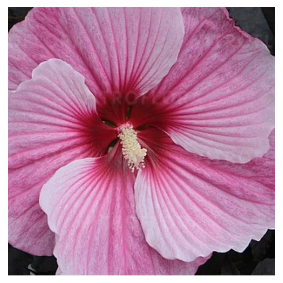 Hibiscus moscheutos Starry Night Hibiscus Ketmia