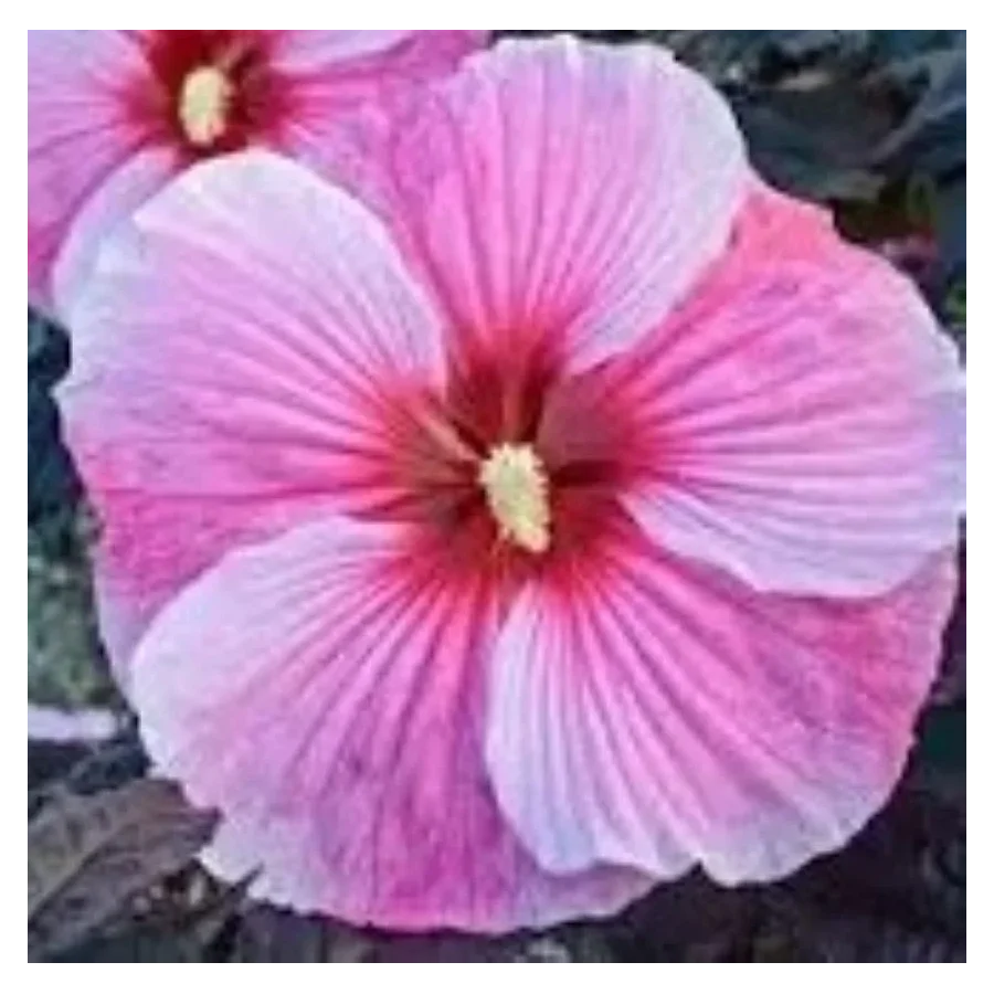 Hibiscus moscheutos Starry Night Hibiscus Ketmia