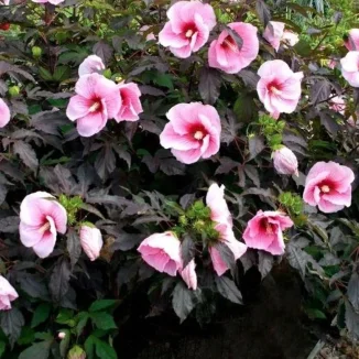 Hibiscus moscheutos Starry Night Hibiscus Ketmia