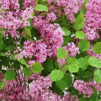 Syringa meyeri Flowerfesta Pink Lilak