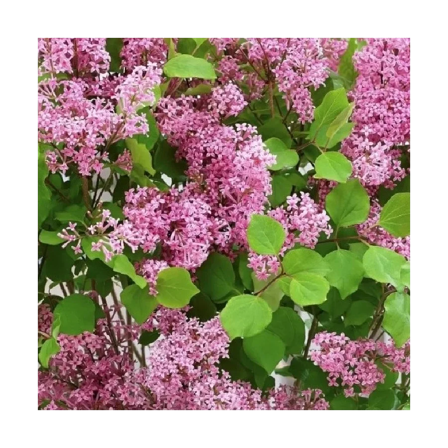 Syringa meyeri Flowerfesta Pink Lilak