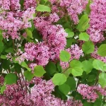 Syringa meyeri Flowerfesta Pink Lilak