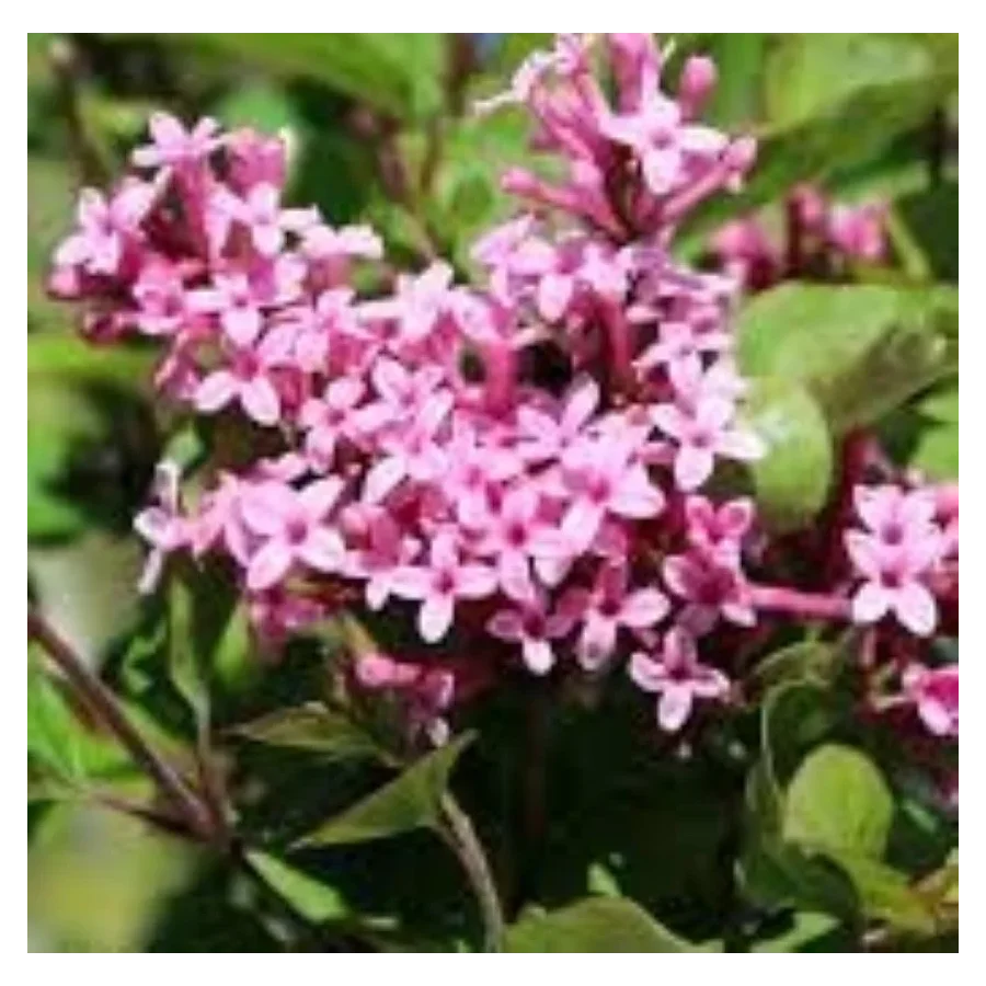 Syringa meyeri Flowerfesta Pink Lilak