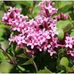 Syringa meyeri Flowerfesta Pink Lilak