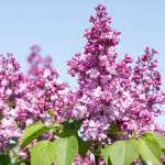 Syringa Vulgaris General Pershing Lilac Lilak - Rośliny od Ogrodnika Szkółka Barcikowscy