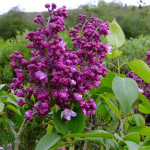 Syringa Vulgaris General Pershing Lilac Lilak - Rośliny od Ogrodnika Szkółka Barcikowscy