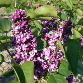 Syringa Vulgaris General Pershing Lilac Lilak - Rośliny od Ogrodnika Szkółka Barcikowscy