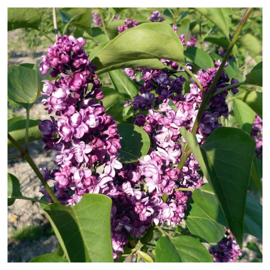Syringa Vulgaris General Pershing Lilac Lilak - Rośliny od Ogrodnika Szkółka Barcikowscy