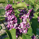 Syringa Vulgaris General Pershing Lilac Lilak - Rośliny od Ogrodnika Szkółka Barcikowscy