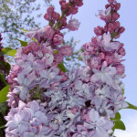 yringa Vulgaris Katherine Havemeyer Lilac Lilak - Rośliny od Ogrodnika Szkółka Barcikowscy