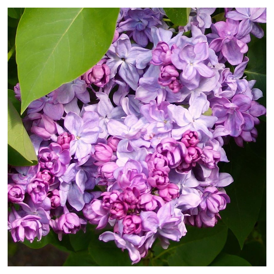 yringa Vulgaris Katherine Havemeyer Lilac Lilak - Rośliny od Ogrodnika Szkółka Barcikowscy