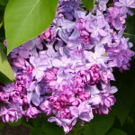 yringa Vulgaris Katherine Havemeyer Lilac Lilak - Rośliny od Ogrodnika Szkółka Barcikowscy