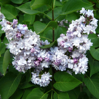 yringa Vulgaris Katherine Havemeyer Lilac Lilak - Rośliny od Ogrodnika Szkółka Barcikowscy