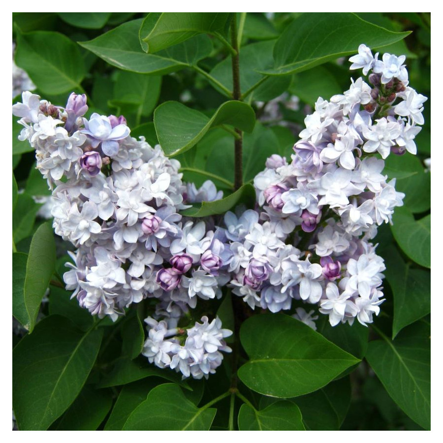 yringa Vulgaris Katherine Havemeyer Lilac Lilak - Rośliny od Ogrodnika Szkółka Barcikowscy