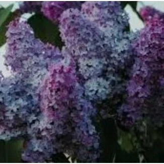 Syringa vulgaris Kolchoznica Lilak- Rośliny od Ogrodnika Szkółka Barcikowscy