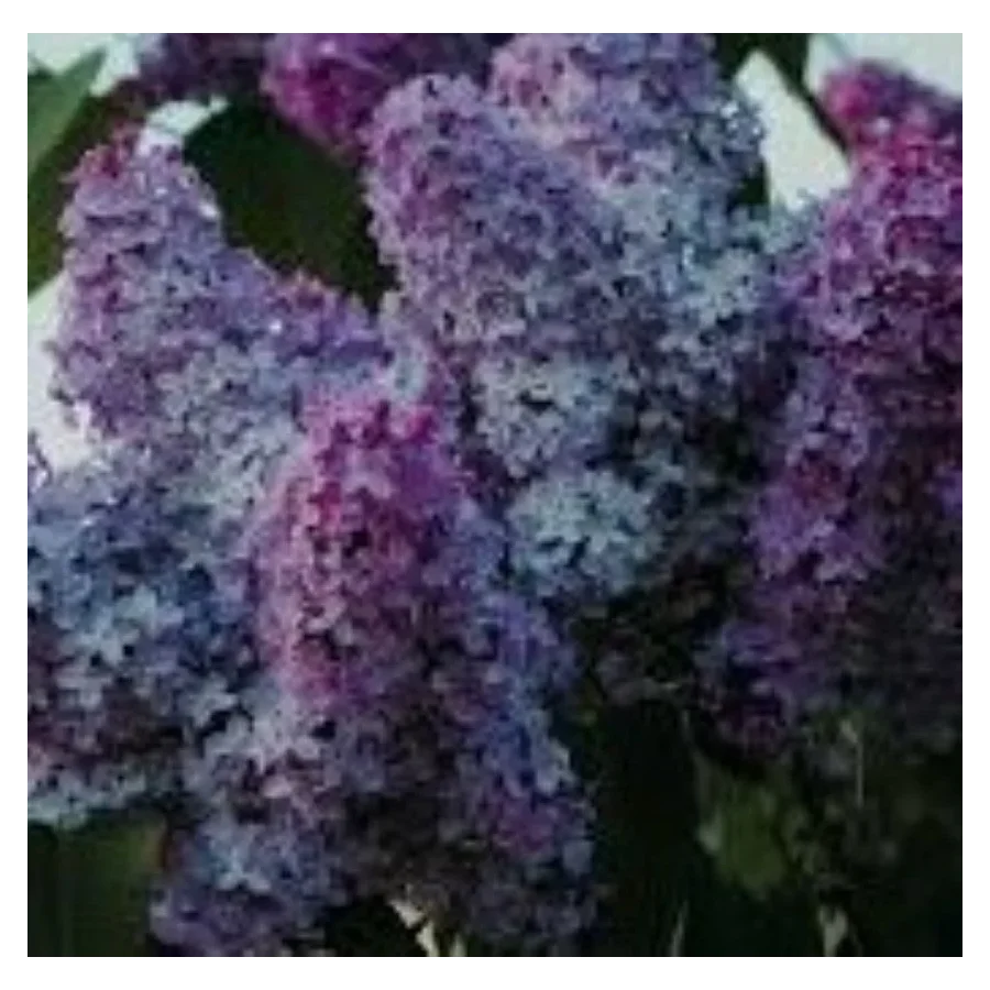 Syringa vulgaris Kolchoznica Lilak- Rośliny od Ogrodnika Szkółka Barcikowscy