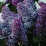 Syringa vulgaris Kolchoznica Lilak- Rośliny od Ogrodnika Szkółka Barcikowscy