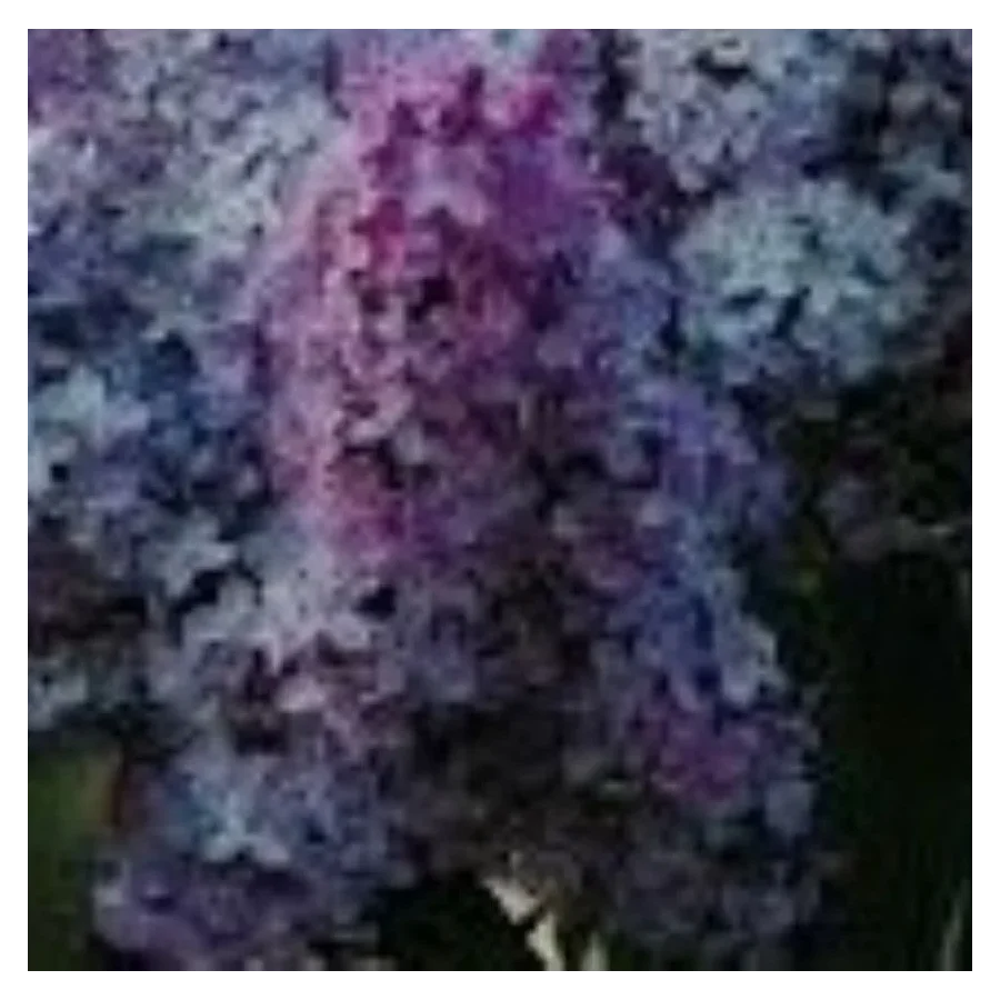 Syringa vulgaris Kolchoznica Lilak- Rośliny od Ogrodnika Szkółka Barcikowscy